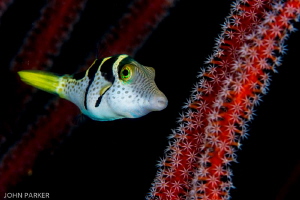File fish in hiding! by John Parker 